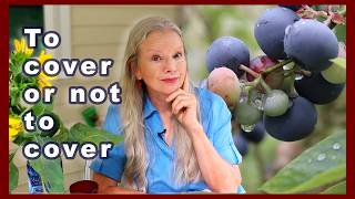 How To Cover Blueberries (what's Right For You #tips)