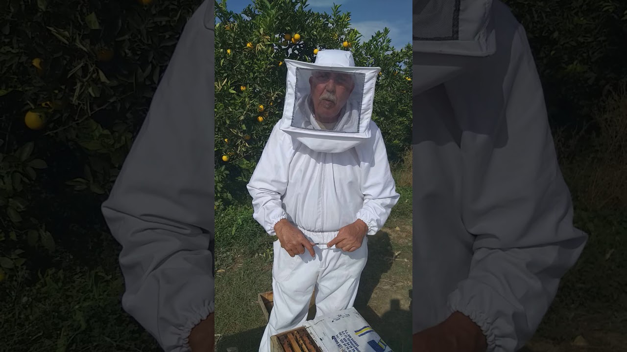 إنتاج غذاء الملكي. في الجزائر نستطيع إنتاج غذاء الملكي طول السنة بدون انقطاع و كل ثلاثة ايام.