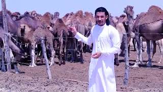 مجرودة بنت المدينة بسام ابو عواد       بدوي سمعها