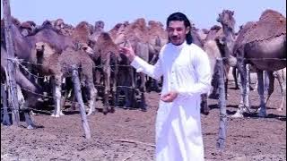 مجرودة بنت المدينة بسام ابو عواد  2026#بدوي