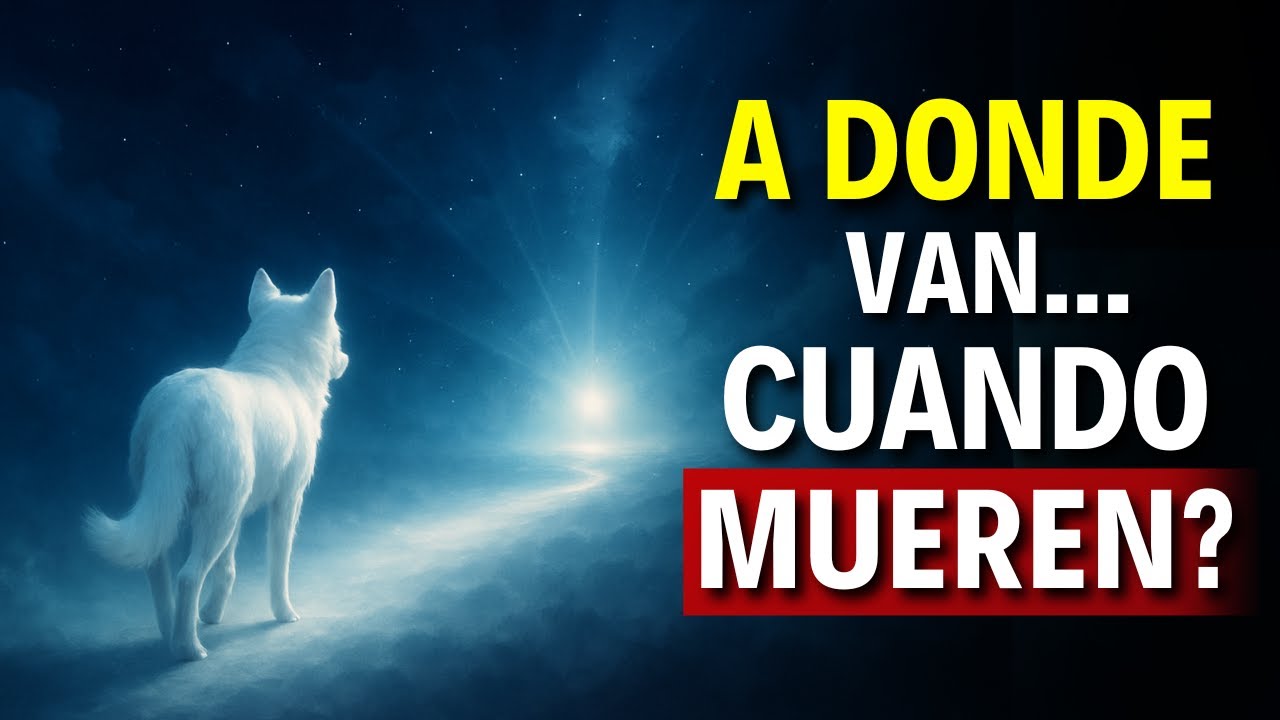 ¿A dónde van los PERROS cuando MUEREN?