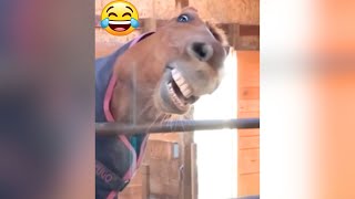 Funny Animal Videos 2023 - Comedy Voiceover