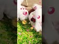 Hasan goat farm