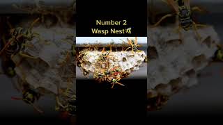 Famous Do Not Put This Things Up Your Bum* EVER⚠️‼️😱 Net Worth