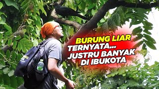 INI FAKTA - BURUNG MASKOT JAWA TENGAH JUSTRU BANYAK  LIAR DI HUTAN IBUKOTA, DI HUTAN SENDIRI..??