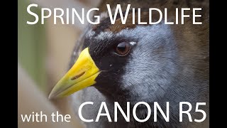 Spring Wildlife with the R5