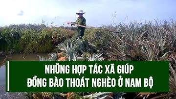 Những Hợp tác xã giúp đồng bào thoát nghèo ở Nam Bộ | VOVLive