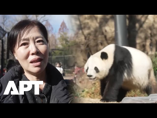 Japan Bids Farewell to Last Pandas as Ties With China Strain | APT