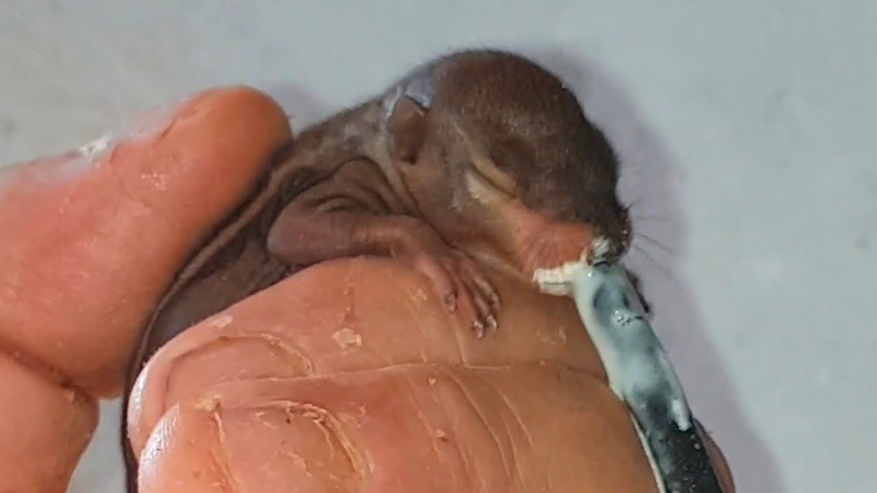 Sri Lanka,ශ්‍රී ලංකා,Ceylon,Indian Palm Squirrel,Funambulus Palmarum,Three Striped,Baby Feeding Milk