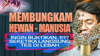 Kesunyian Asalnya Menjadi Haiwan Manusia Ujian Langsung Ke Atas Lebah Madu