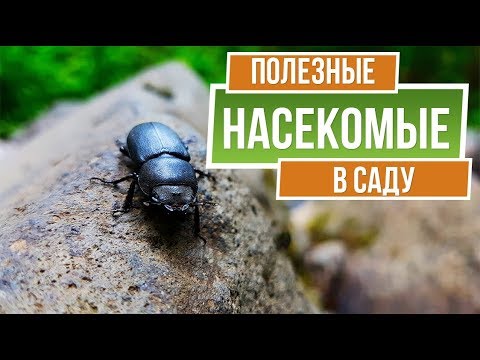 Насекомые Сада Фото