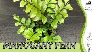 MAHOGANY FERN Information, Description & More! (Didymochlaena truncatula) Content