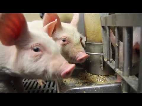 Wideo: Zespół Bekonowy: Policjant Szkoli Dwie świnie, Aby Stały Się Zwierzętami Terapeutycznymi