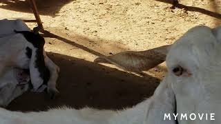 Update video about Goat farming