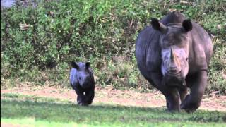 Help Name Our Southern White Rhino | Busch Gardens Tampa FL