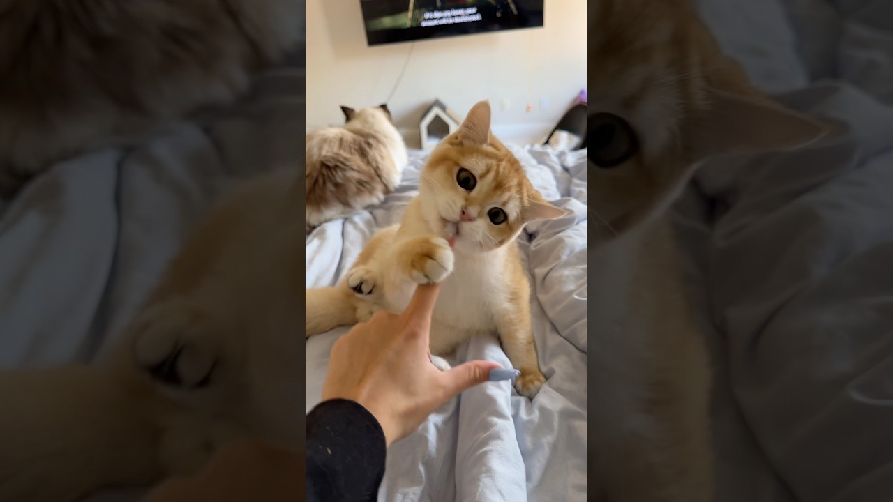 POV he thinks I have a snack ￼