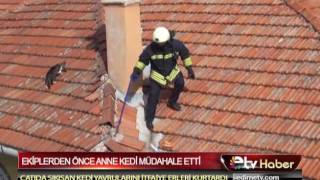 EKİPLERDEN ÖNCE ANNE KEDİ MÜDAHALE ETTİ