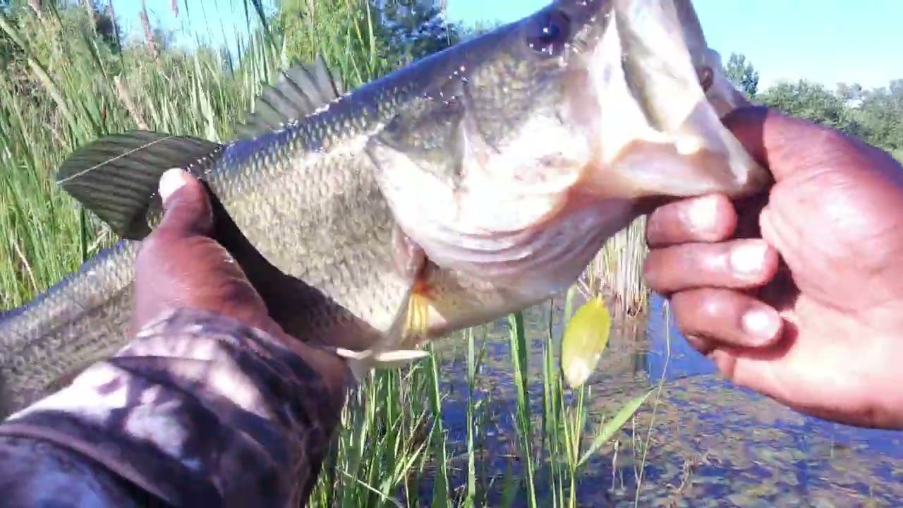 #bassfishing