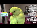 The pros and cons to owning a Indian Ringneck parrot. (Includes subtitles)