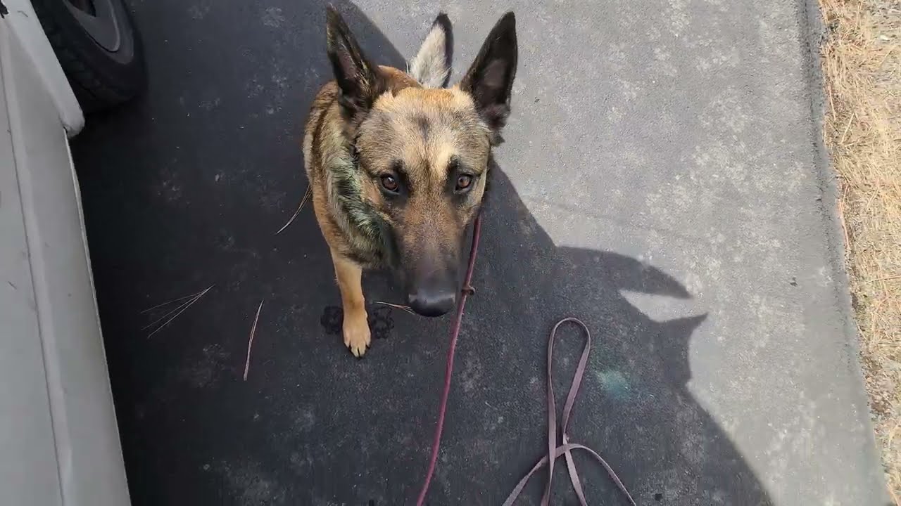 Zach Wilson: Round Two Coming Into The Dogs