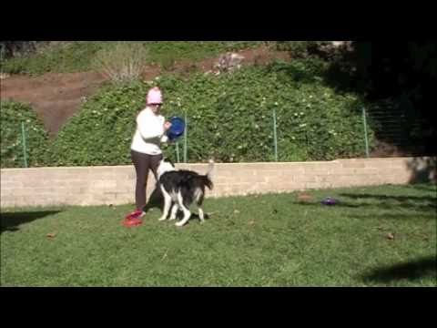 Twix Frisbee Tricks: Working with multiple frisbees, Clicker Training physical education