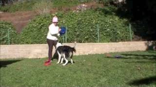 Twix Frisbee Tricks: Working with multiple frisbees, Clicker Training