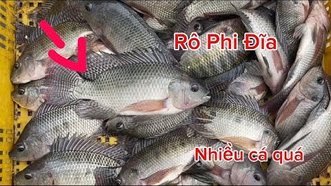 Thả Lưới Bắt Cá Rô Phi Khủng gỡ mỏi tay và cái kết