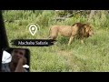 Male lions fight for dominance - Gomoti Plains Camp