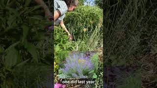Make Your Russian Sage Bushy