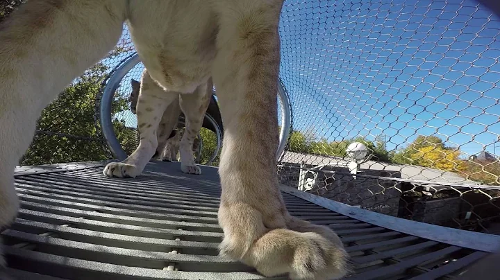 Philadelphia Zoo Lionesses Explore Big Cat Crossing