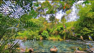 Gentle River &amp; Birds Sounds 🌿 Relaxing Nature ASMR for Sleep &amp; Calm