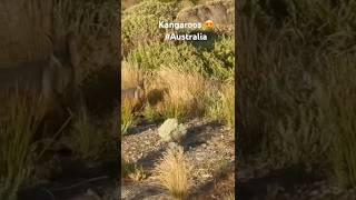 Watching Kangaroos #australia #kangaroo #melbourne #travel #tour #animal #nature #photography #fun