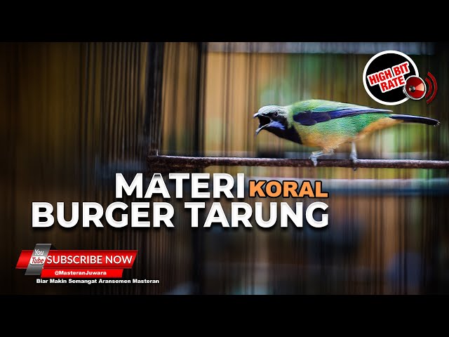 🔴 Masteran Kasar Greja Tarung Cucak Cungkok Super Gacor Suara Kristal class=