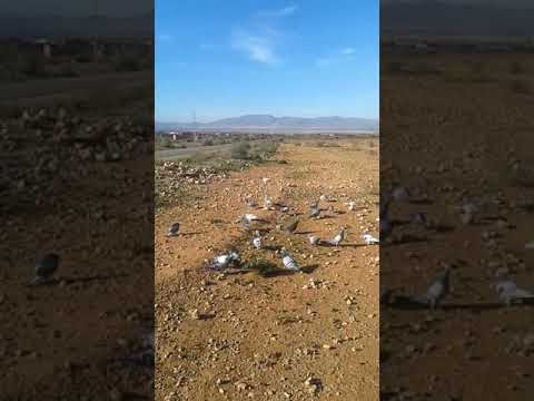 اغرب زاجل في العالم