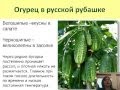 Огурцы -- молодцы! Арбузы и дыни. Кабачки и тыквы.  Корневой сельдерей