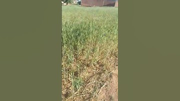 #القران_الكريم #تلاوه_خاشعه #قرآن #تيك_توك #اكسبلور #لايك #tiktok #c#تعليم