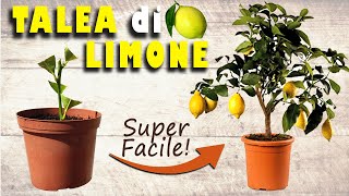 PIANTE di LIMONE GRATIS!🍋🍋🍋 | La TALEA di LIMONE - Spiegata PASSO dopo PASSO