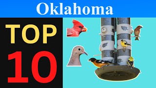 Top 10 Feeder Birds of Oklahoma [Brief] by Absorbed In Nature 45 views 1 month ago 2 minutes, 16 seconds