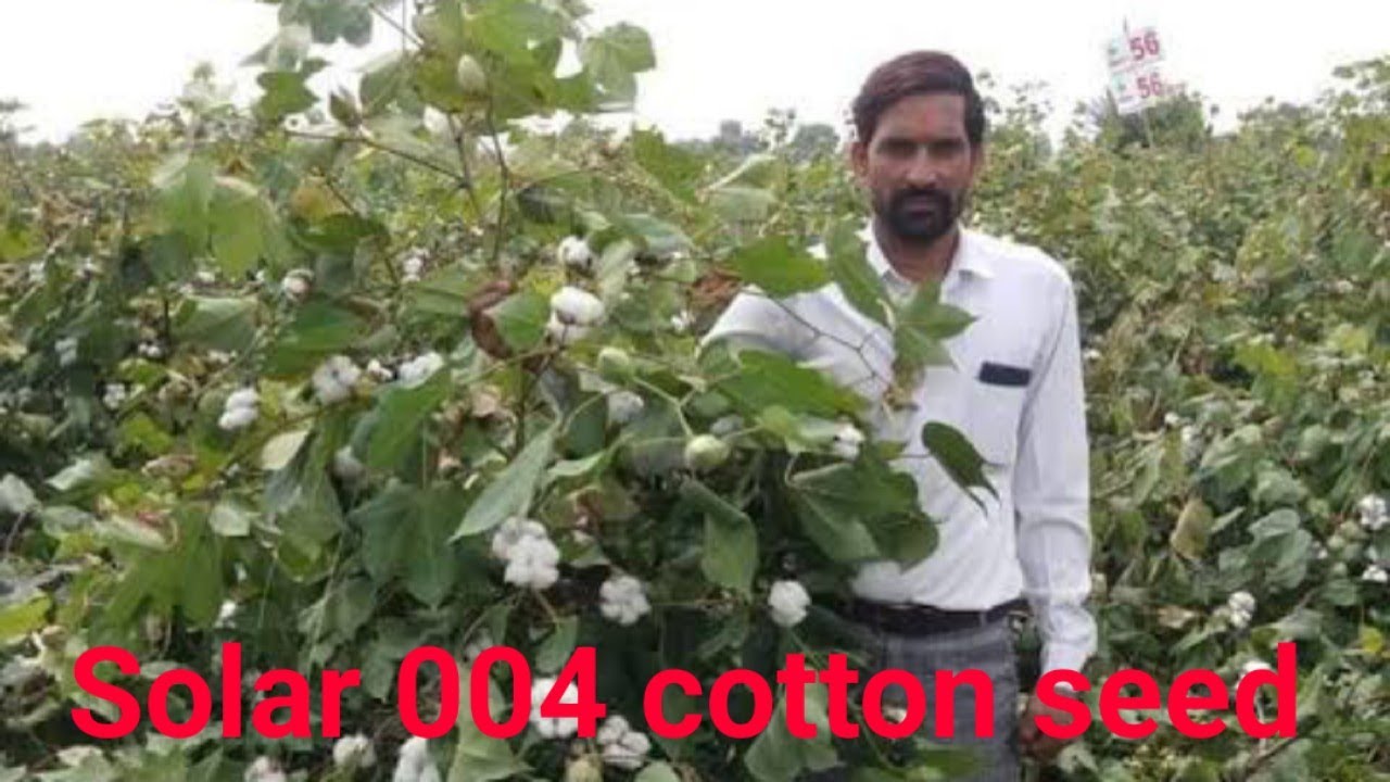 Solar 004 cotton seed YouTube