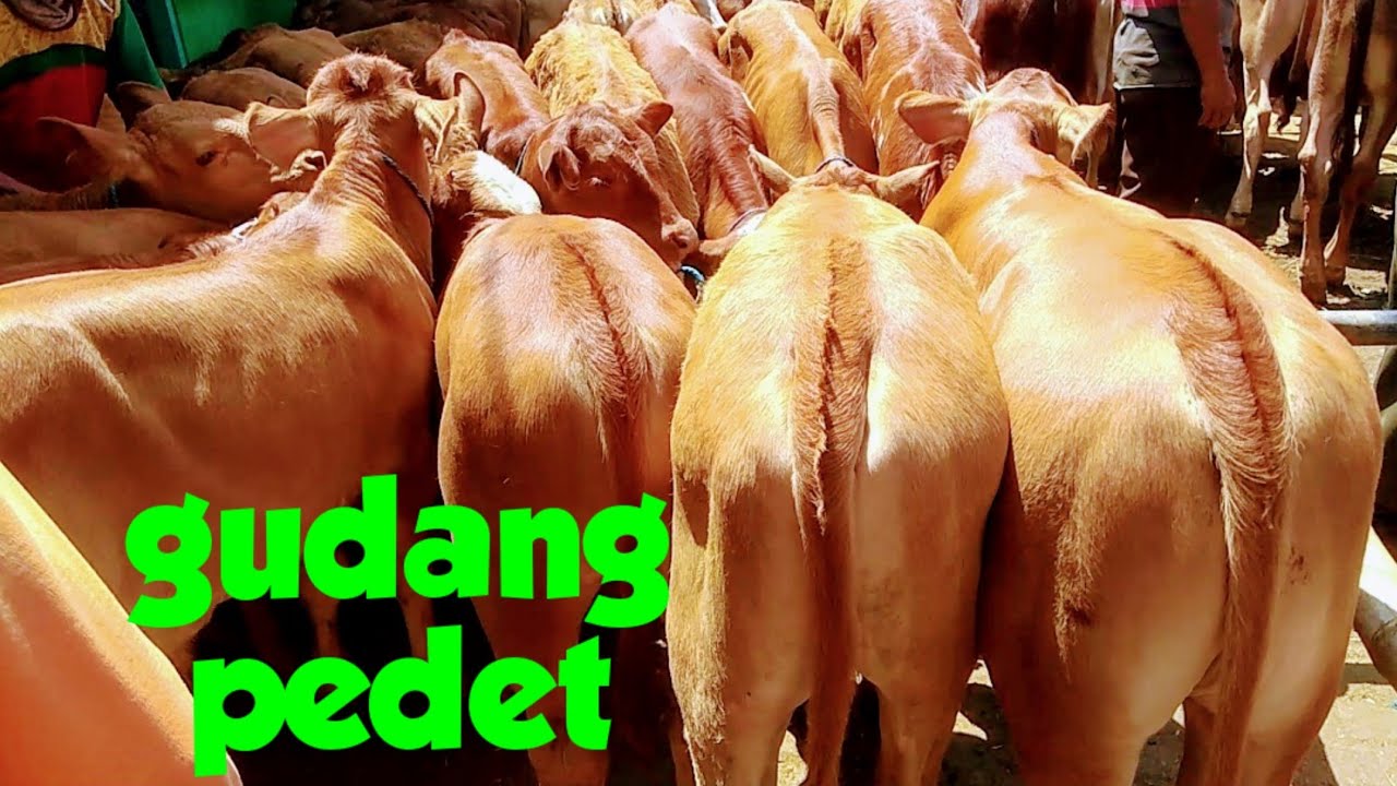 Pedetan limousin semox" pasar sapi tuban jawa timur minggu 27 sept 2020