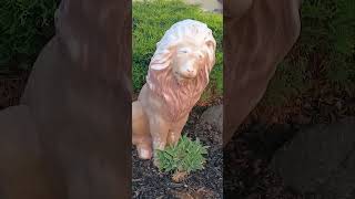 Stone Lion 4-15-26 620 Pm