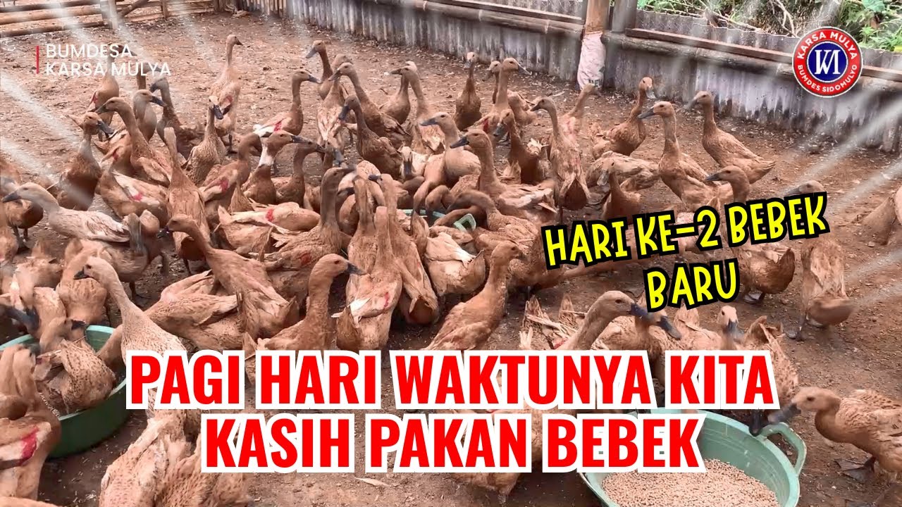 PAGI HARI WAKTU TERBAIK NGASIH PAKAN BEBEK PETELUR SUPER. HARI KE 2 BEBEK BARU. TELURNYA BERKURANG!!