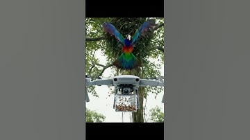 Drone Hits Bird Nest Mid Flight – Unexpected Crash! 🐦💥  #fpv #drone#shortsvideo #shorts