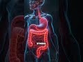 The Truth About Swallowing Gum Revealed