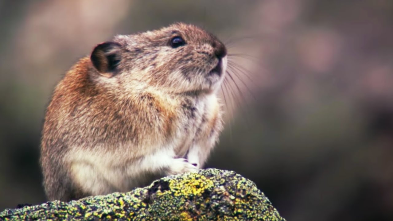 How the Collared Pika Prepares For Winter, Wild Alaska