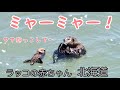 ラッコの赤ちゃん　ママ抱っこして〜