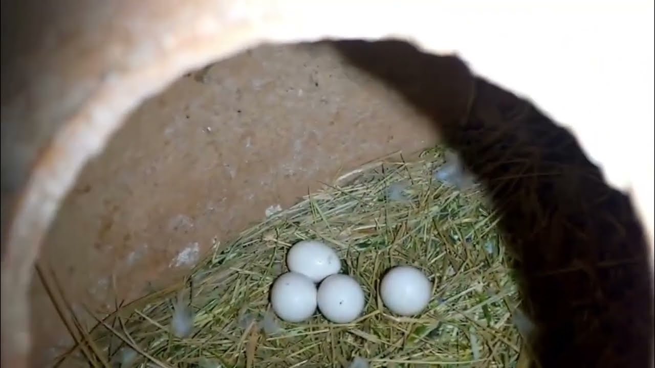 Albino Red Eyes Strong Bloodline Breeding Progress 2025 | 