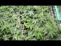 Runtz of Eden by Elev8 seed in 4x4 VIVOSUN