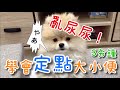 【MOMO Vlog】 #2 三分鐘❗️教狗狗定點大小便⁉️引便劑好用嗎⁉️ Potty training🐶