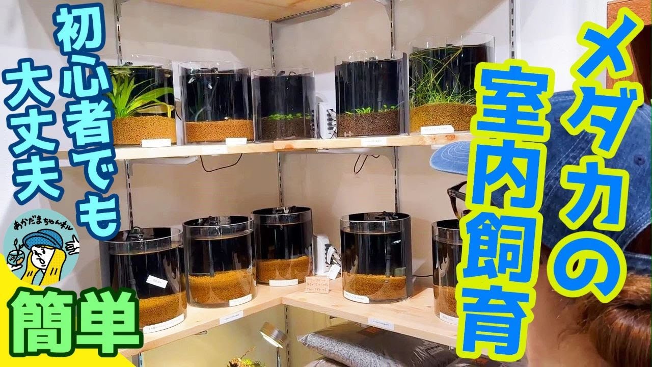 【メダカ】室内飼育はメリットが沢山！初心者必見！メダカ室内飼育の簡単システムとは？（家の中でメダカさんを眺めたくありませんか？）